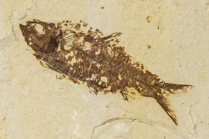 Detailed Fossil Fish (Knightia) - Wyoming #186446